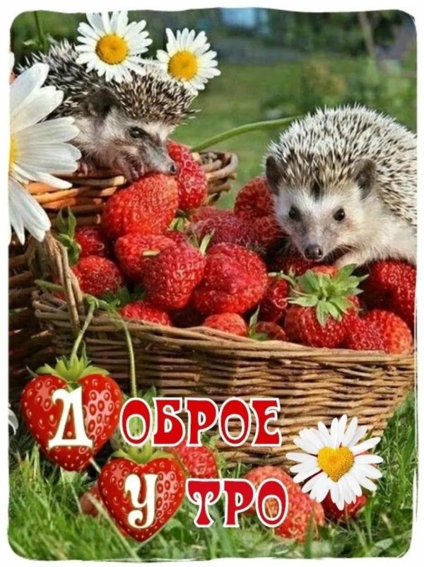 пазлы castorland ежики