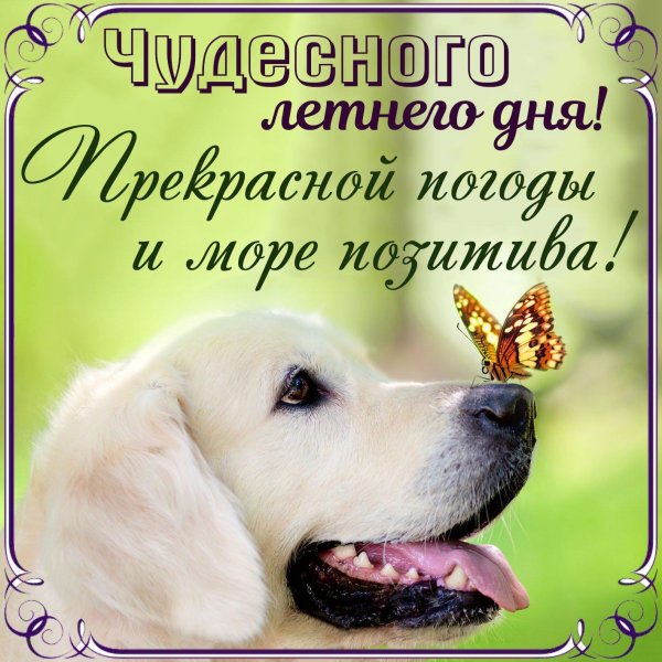 ретривер лабрадор