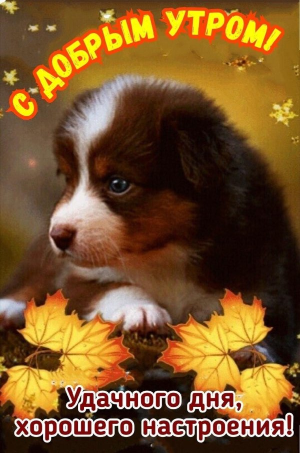 красивые щенки