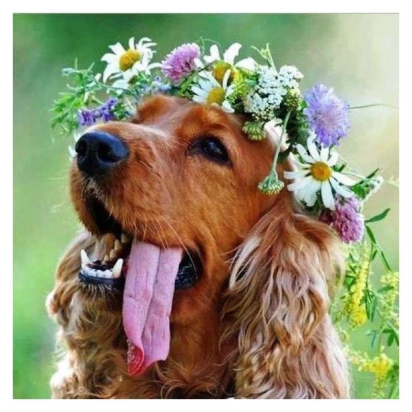 кокер спаниели