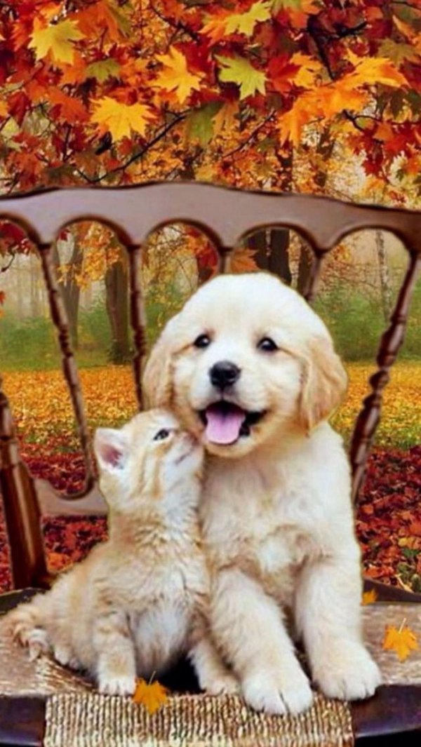 голден ретривер