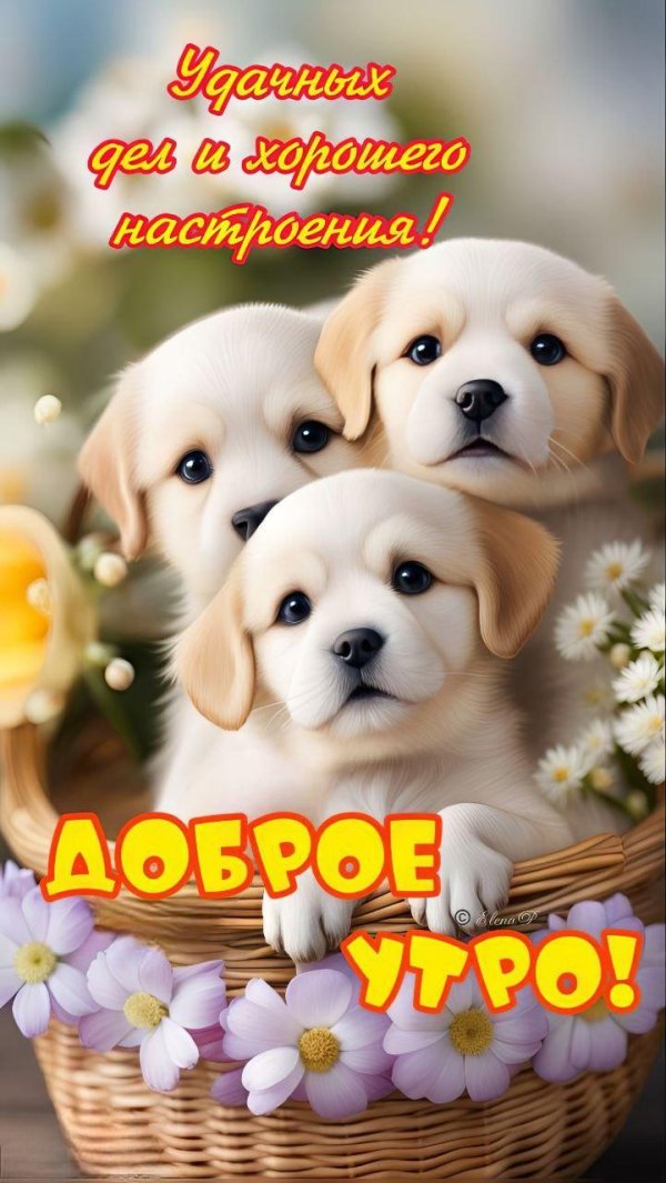 доброе утро с собаками