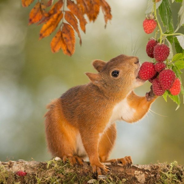 счастливая белка