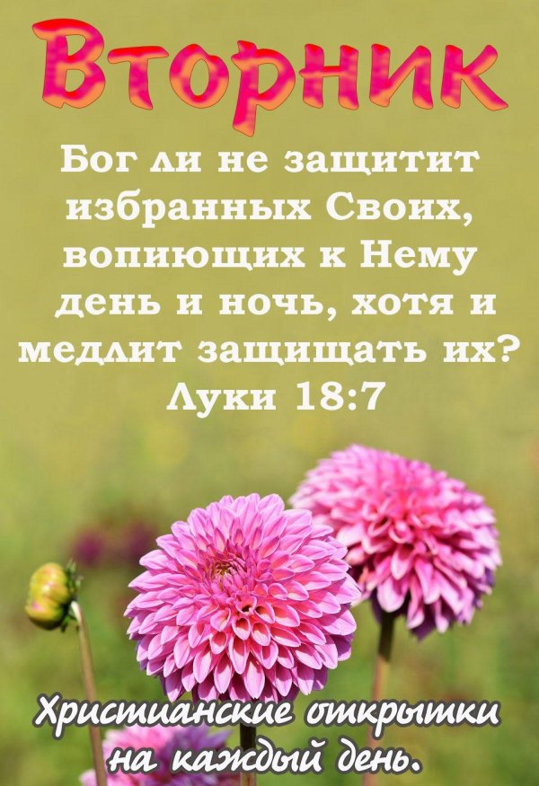 георгин сандра