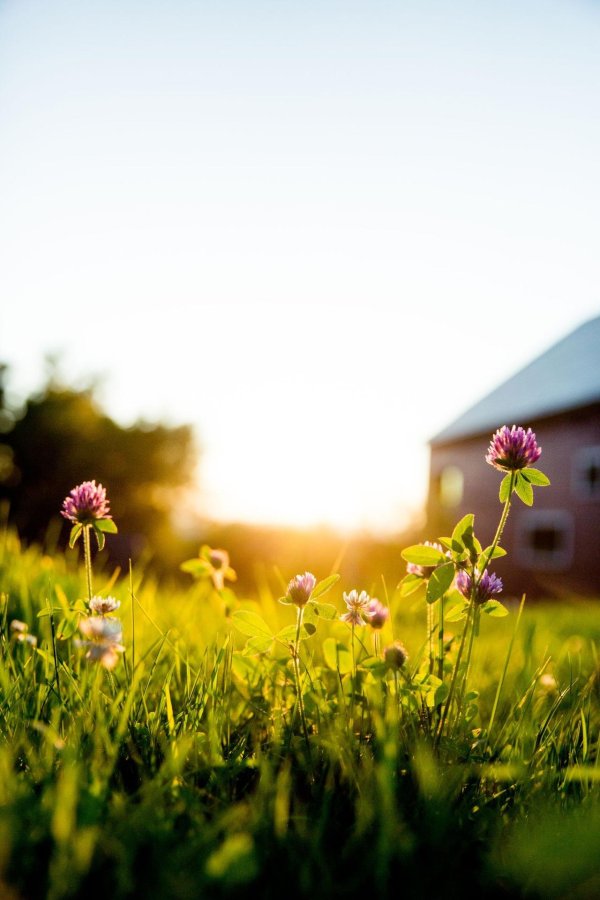 клевер луговой