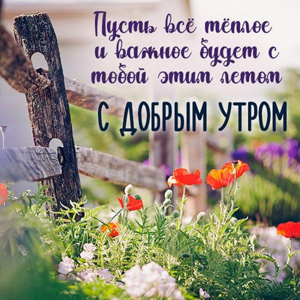 летнее утро доброе