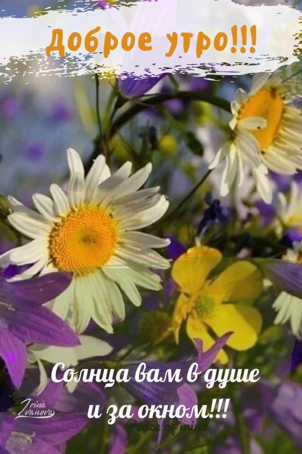 доброе утро с полевыми цветами
