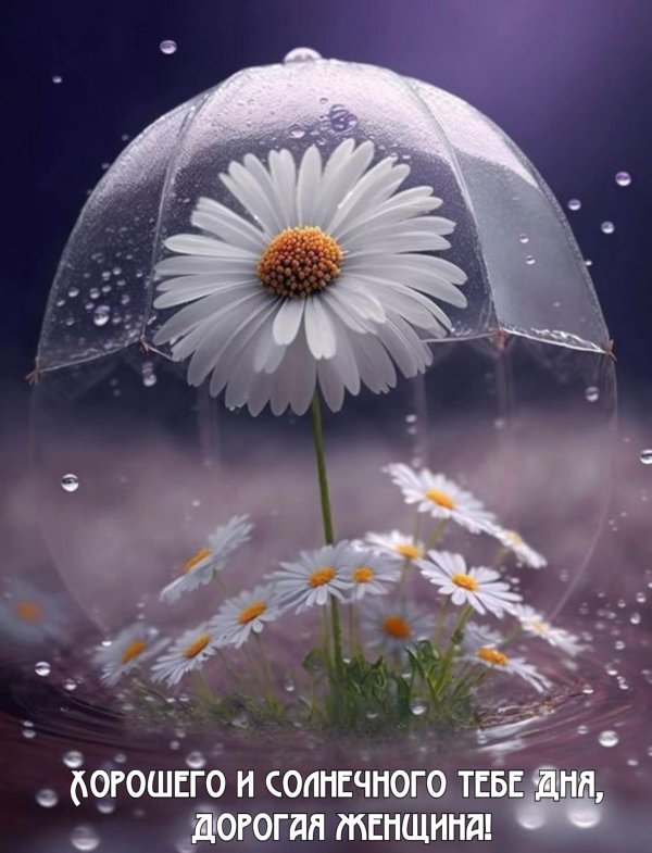 дождливого утра