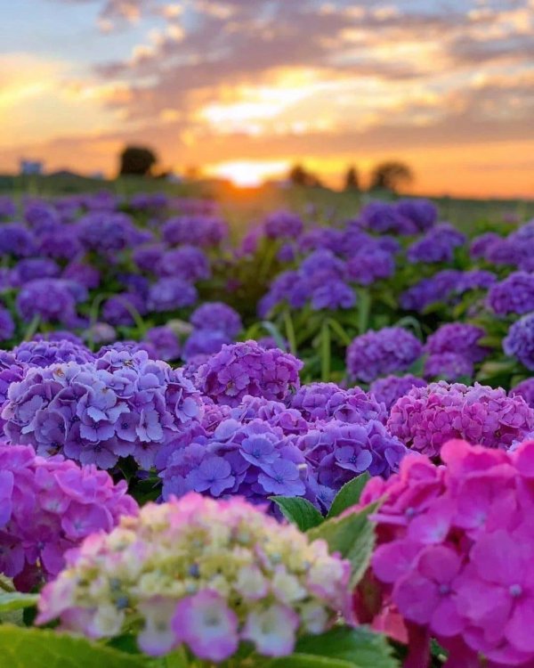 крупнолистная гортензия