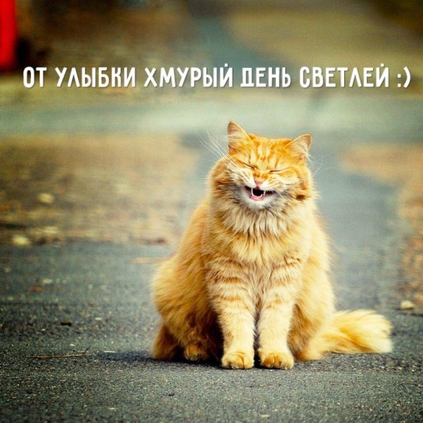 улыбающаяся кошка