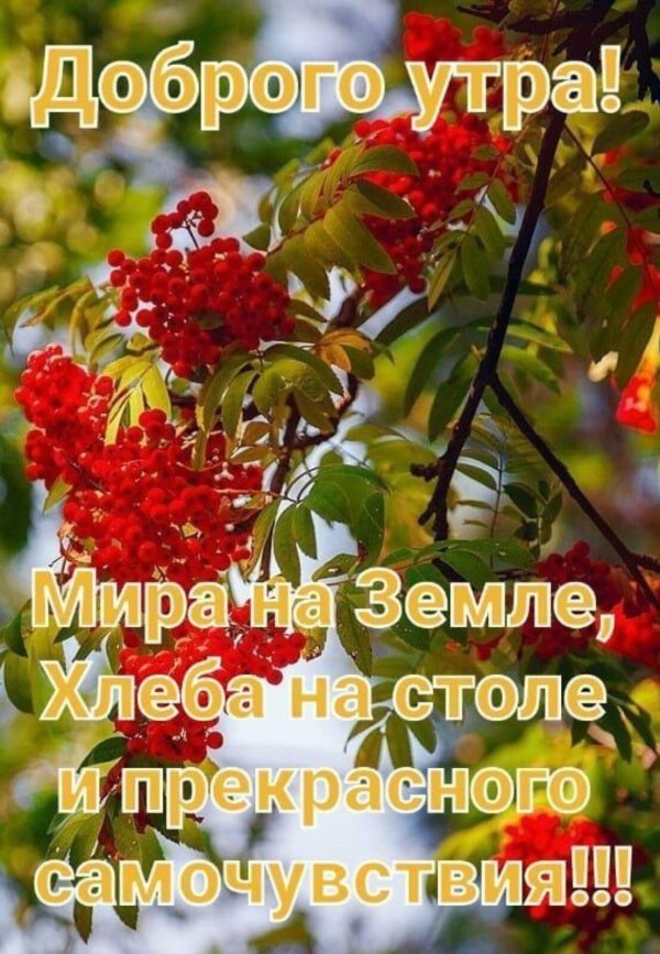 рябина осенью