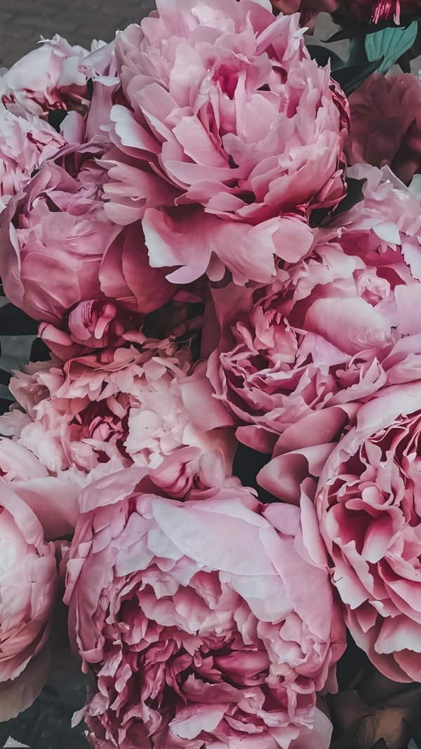 пиони пинк peony pink