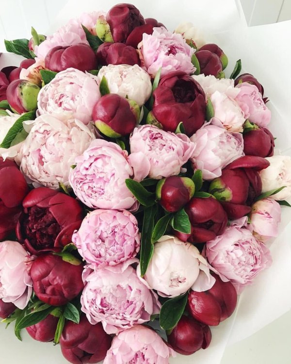 красивые букеты пионов