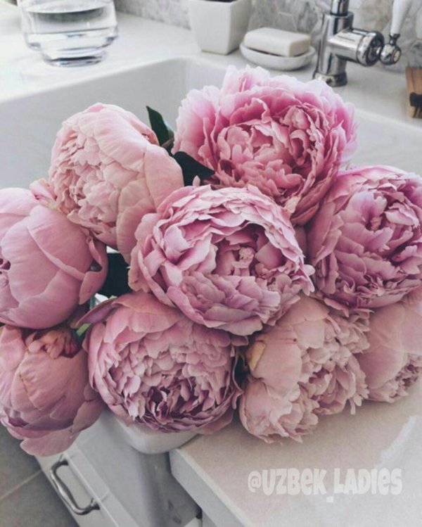 пион красивый