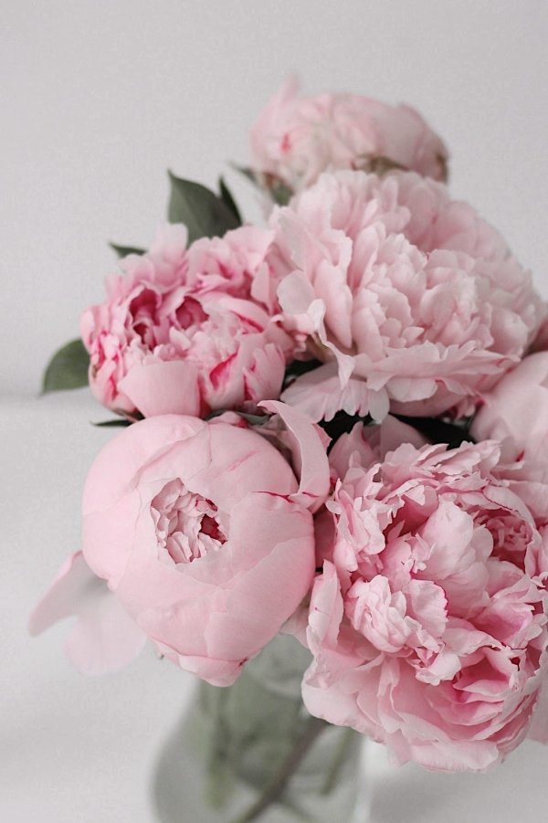 открытки с пионами