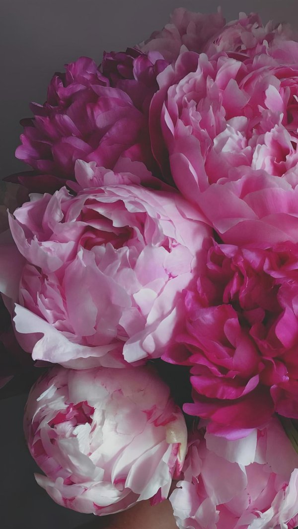 пионы заставка на телефон