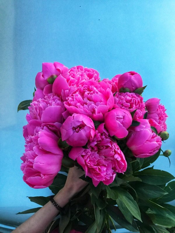 красивые букеты пионов