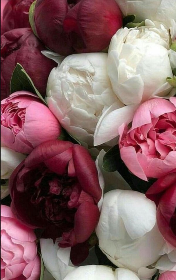 бордовые пионы