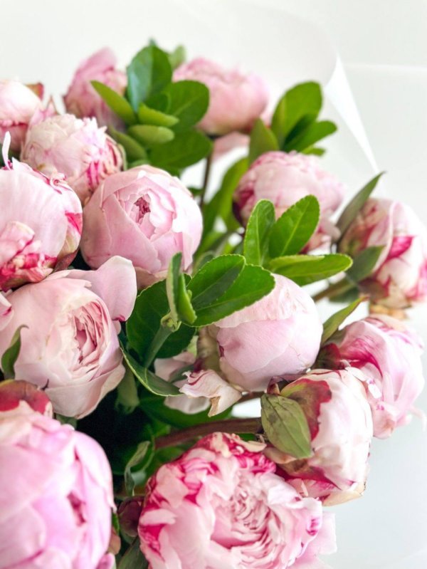 красивые букеты пионов