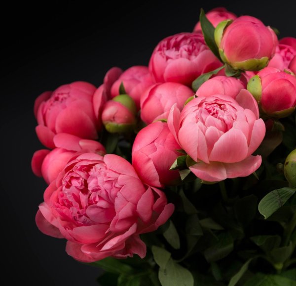 цветок пион