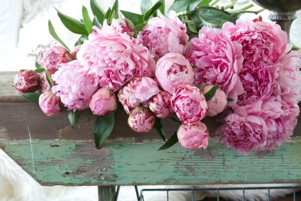 пион одилия