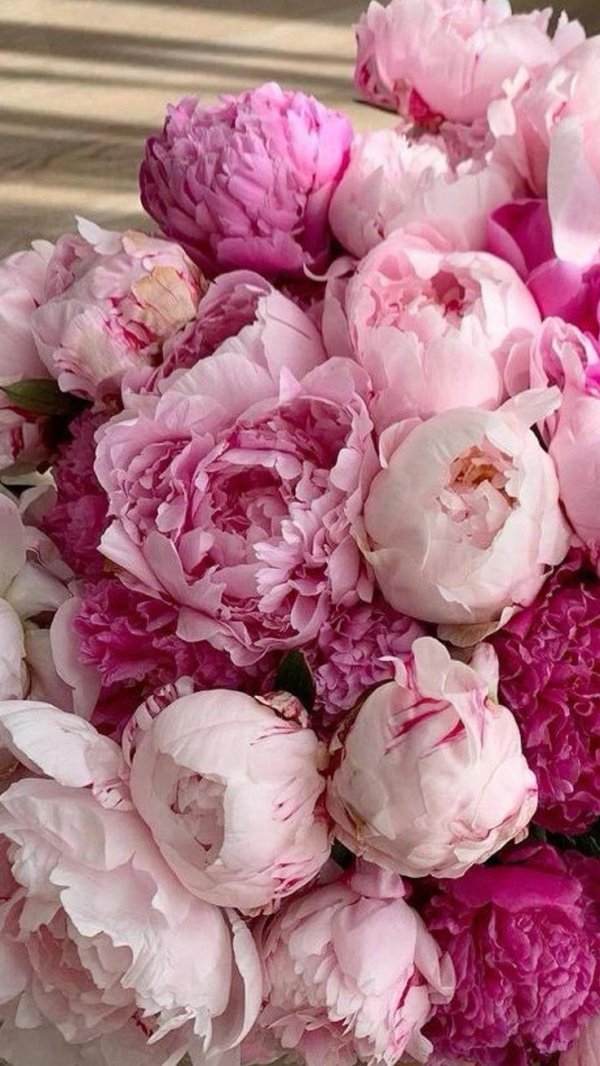 цветок пион