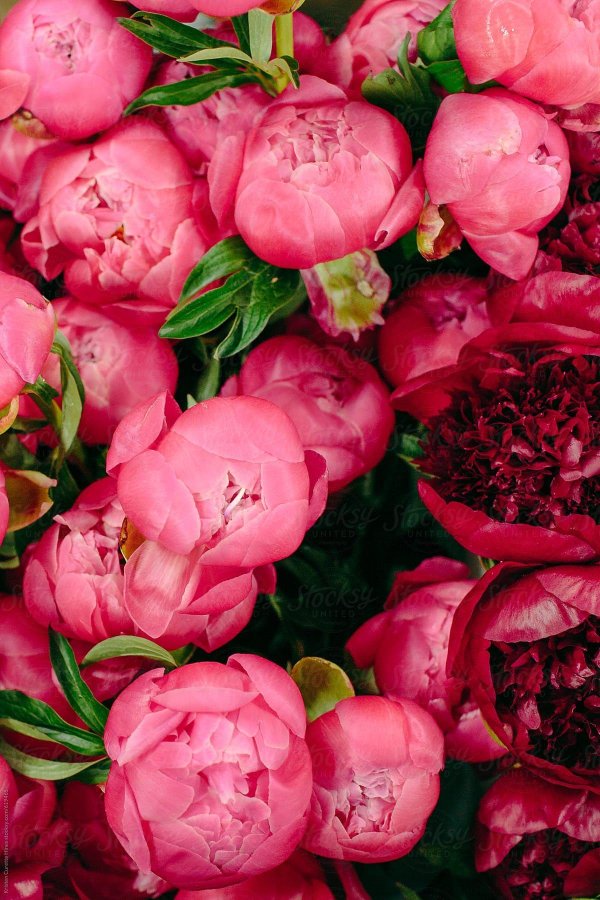 цветок пион