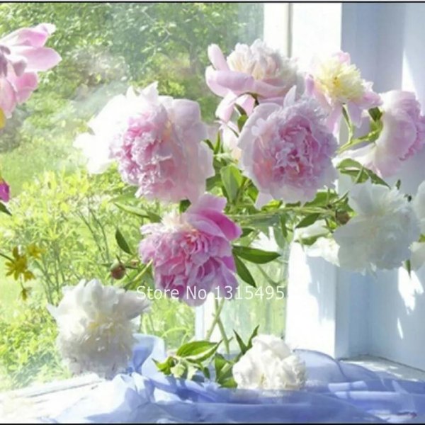 доброе утро с пионами