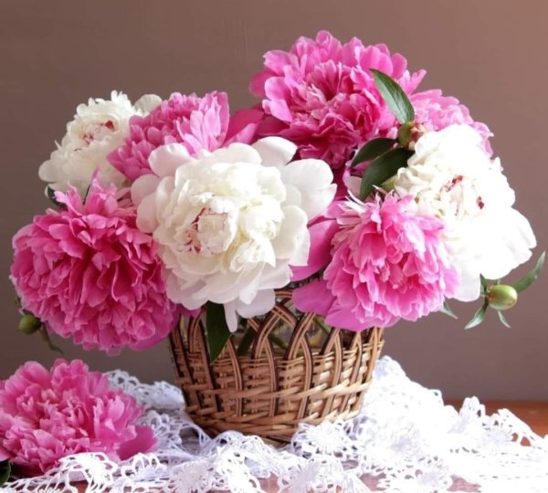 открытка с пионами