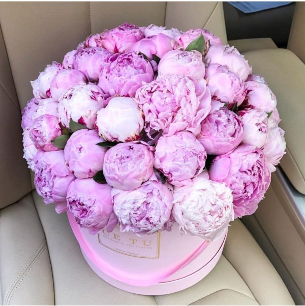 пиони пинк peony pink