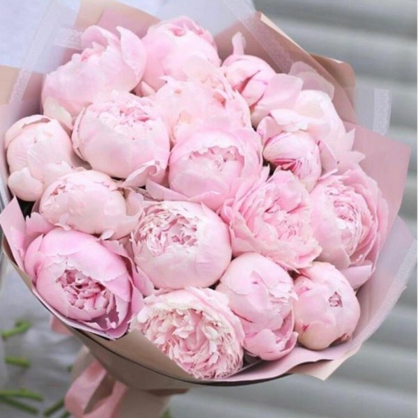 35 пионов сара бернар