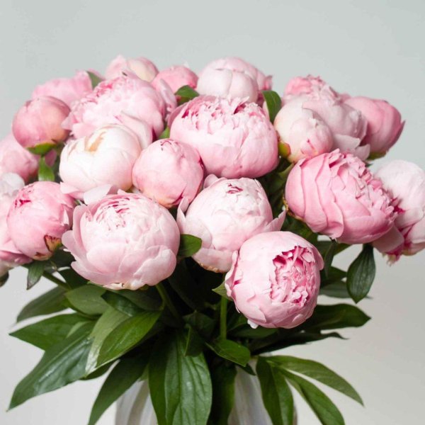 сорт пиона сара бернар