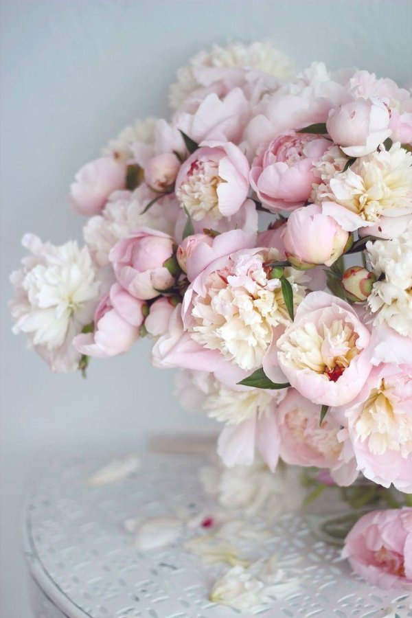 пион нежно розовый