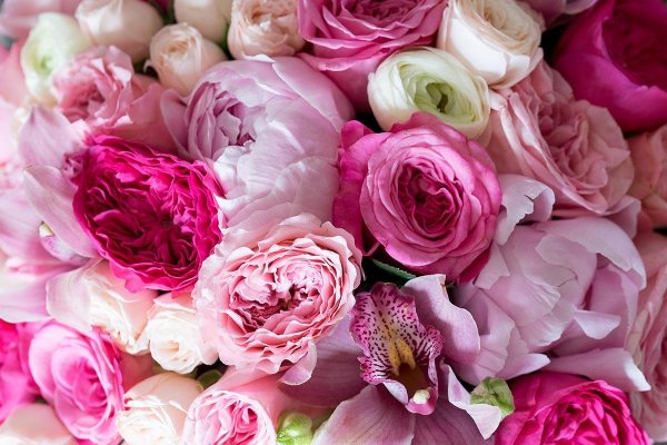 пионная роза