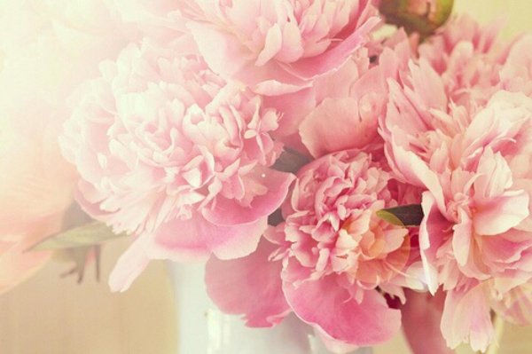 пиони пинк peony pink