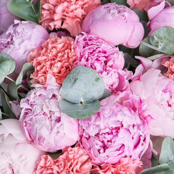 цветок пион