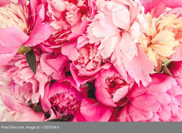 цветочные фоны