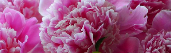 пион крупным планом