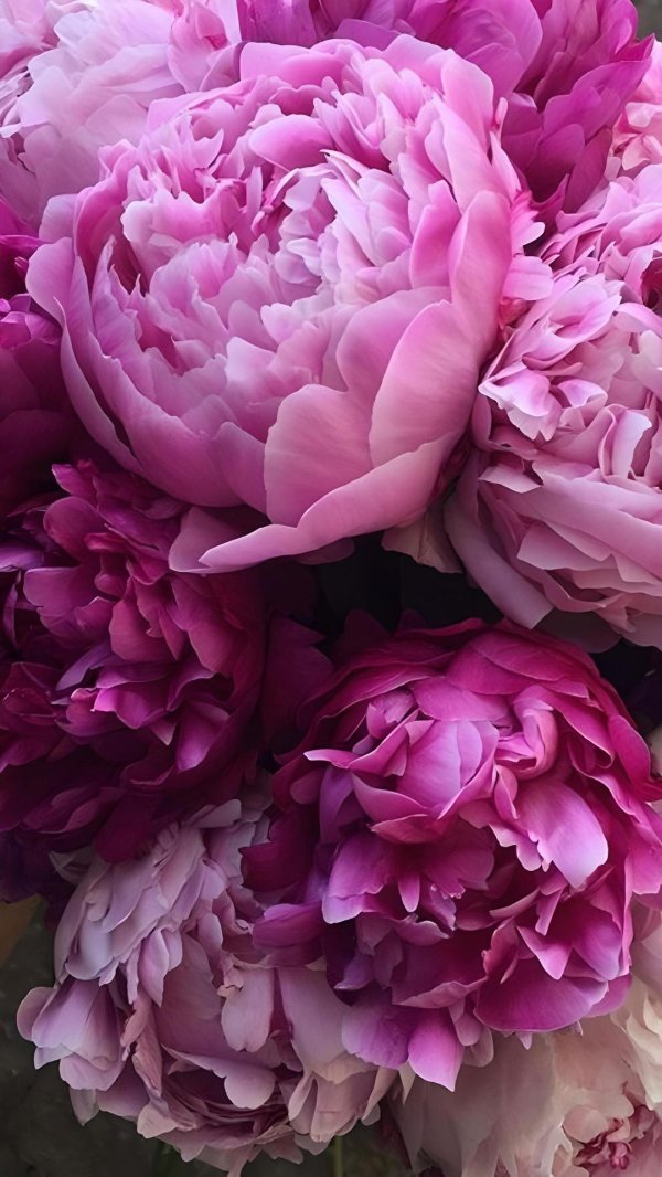 пиона цветок