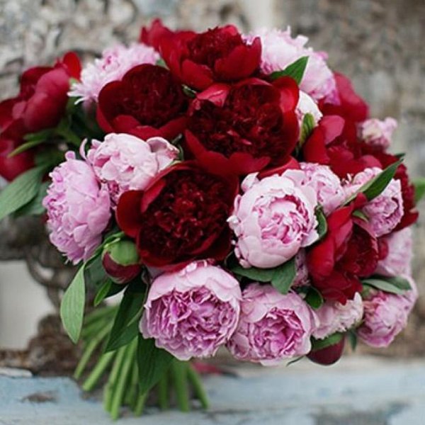 букет красных пионов