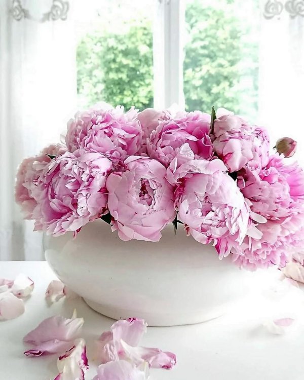 открытки с пионами красивые