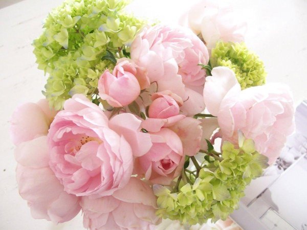 пион примавера