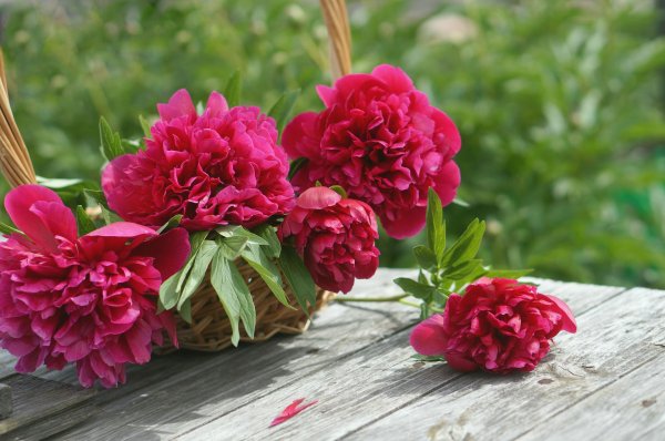 пион травянистый