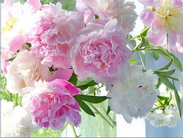 красивая открытка с пионами