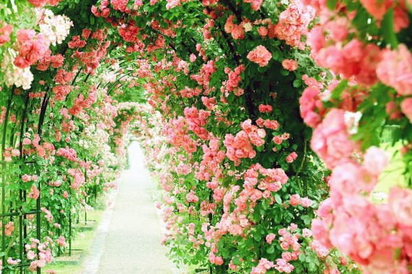 роуз гарден плетистая