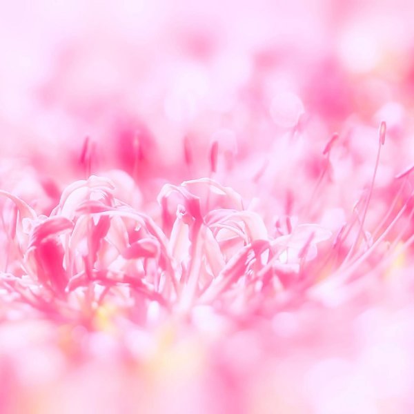 розовые цветы