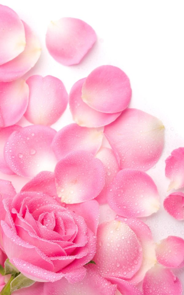 розовая роза