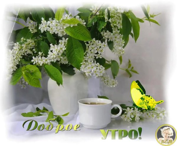 черемуха душистая