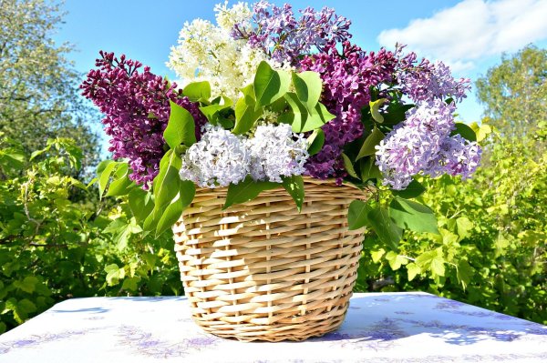 сирень обыкновенная нина