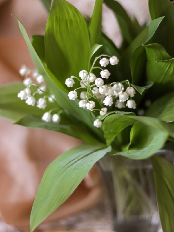 ландыш майский розеа